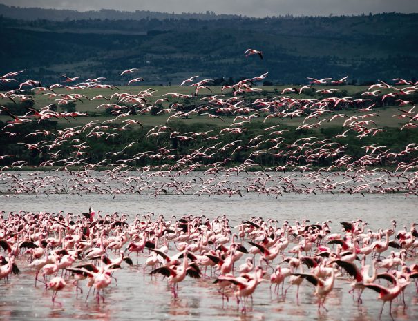 Rundreise Mexiko Flamingos