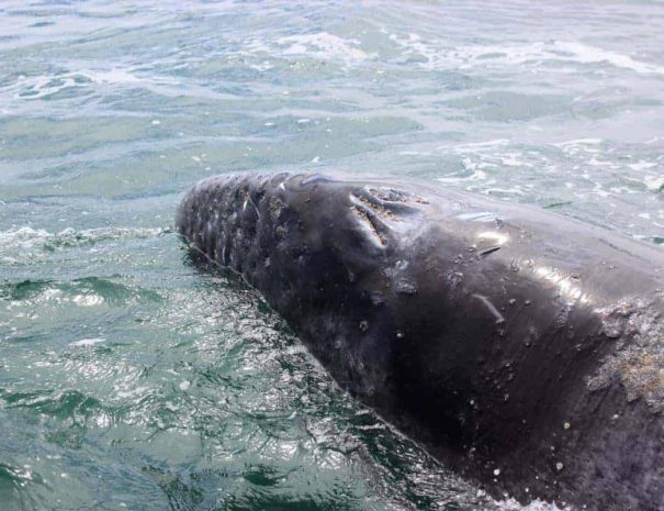 Walbeobachtung Baja California Mexiko